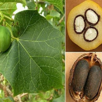 Tung tree and Tung nut 