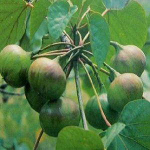 Tung tree and Tung nut.